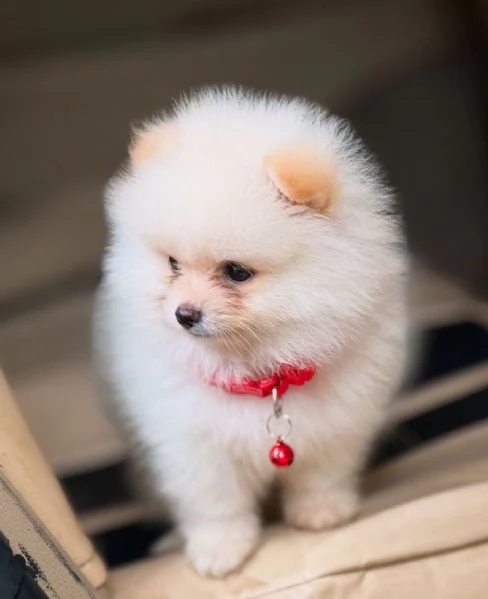 VOLPINO SPITZ di POMERANIA CUCCIOLI - pag rateale | Foto 0