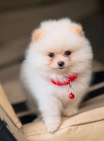 VOLPINO SPITZ di POMERANIA CUCCIOLI - pag rateale