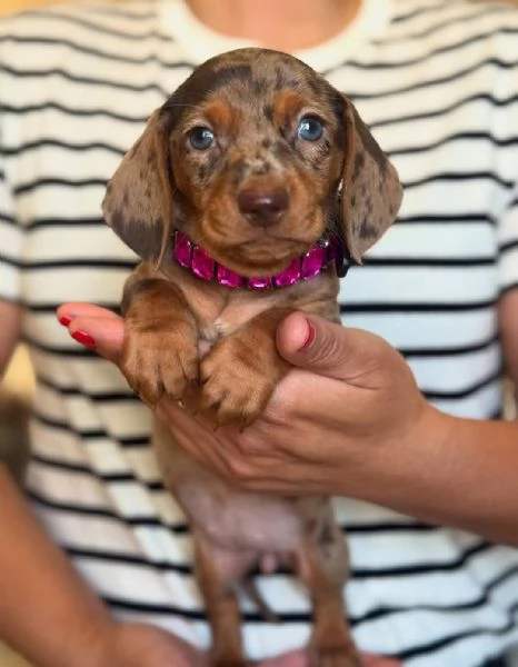 BASSOTTO NANO TEDESCO CUCCIOLI - BASSOTTI NANI pag agevolato