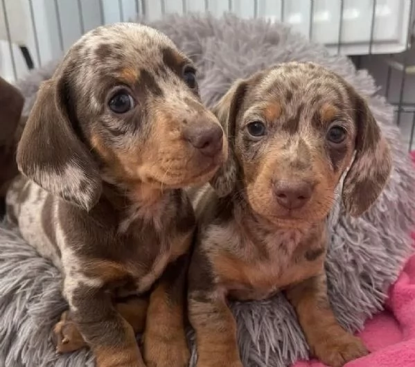 BASSOTTO NANO TEDESCO CUCCIOLI - BASSOTTI NANI pag agevolato | Foto 0