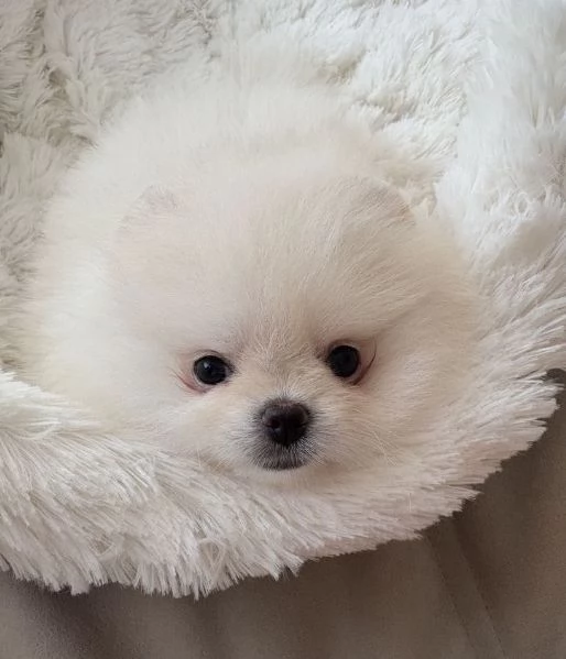 VOLPINI SPITZ di POMERANIA CUCCIOLI pag agevolato | Foto 0