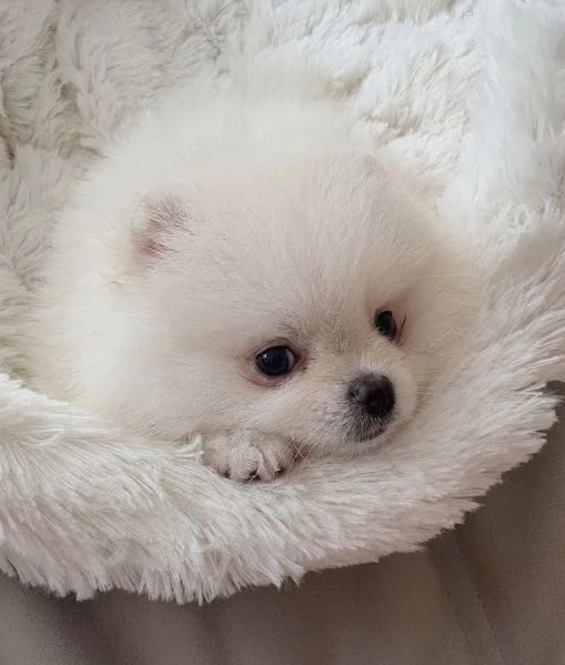 VOLPINI SPITZ di POMERANIA CUCCIOLI pag agevolato