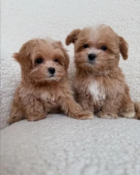 Cuccioli di Maltipoo