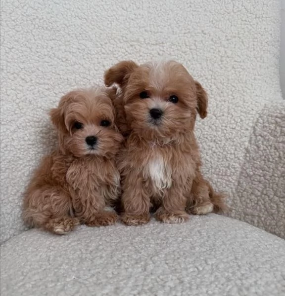 Cuccioli di Maltipoo | Foto 0