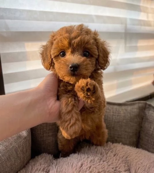 Disponibili cuccioli di Barboncino Toy, barboncini e barboncine