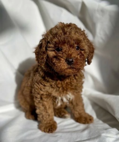 Disponibili cuccioli di Barboncino Toy, barboncini e barboncine | Foto 1