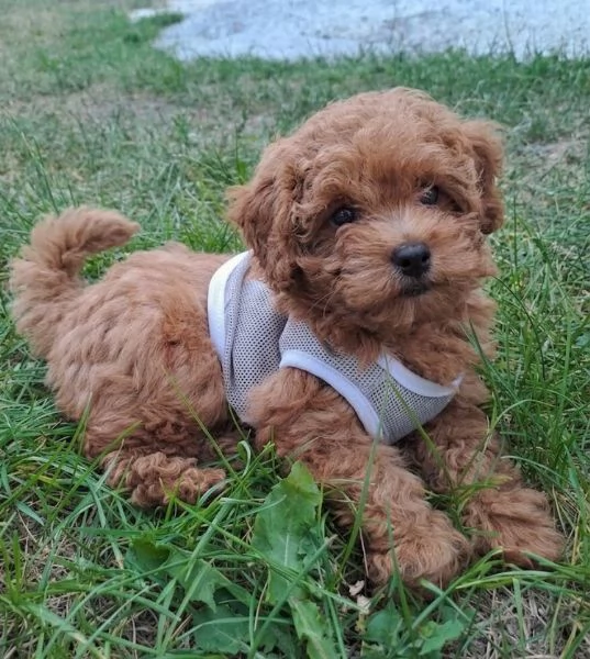 Disponibili cuccioli di Barboncino Toy, barboncini e barboncine | Foto 0