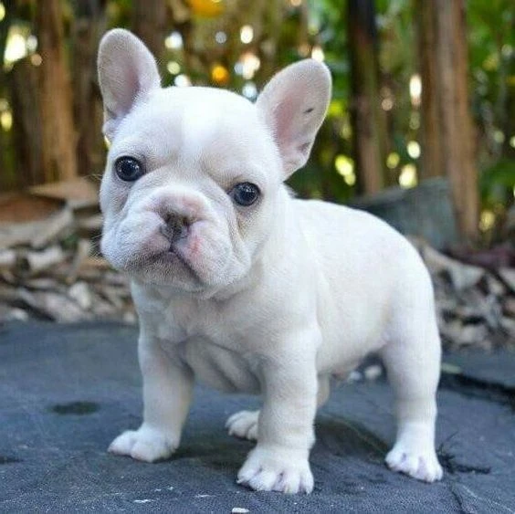DISPONIBILI CUCCIOLI DI BULLDOG FRANCESE – BOULEDOGUE FRANÇAIS | Foto 1