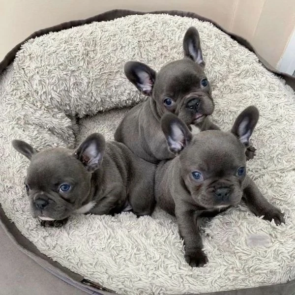 DISPONIBILI CUCCIOLI DI BULLDOG FRANCESE – BOULEDOGUE FRANÇAIS | Foto 0