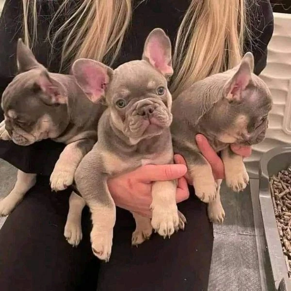 DISPONIBILI CUCCIOLI DI BULLDOG FRANCESE – BOULEDOGUE FRANÇAIS