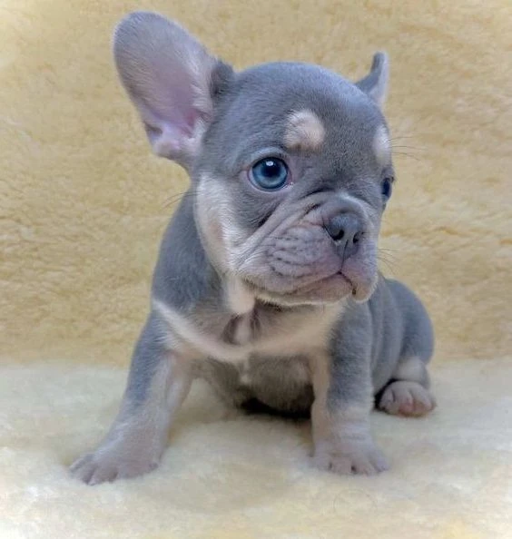 DISPONIBILI CUCCIOLI DI BULLDOG FRANCESE – BOULEDOGUE FRANÇAIS | Foto 2
