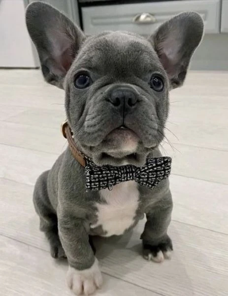 DISPONIBILI CUCCIOLI DI BULLDOG FRANCESE – BOULEDOGUE FRANÇAIS | Foto 1