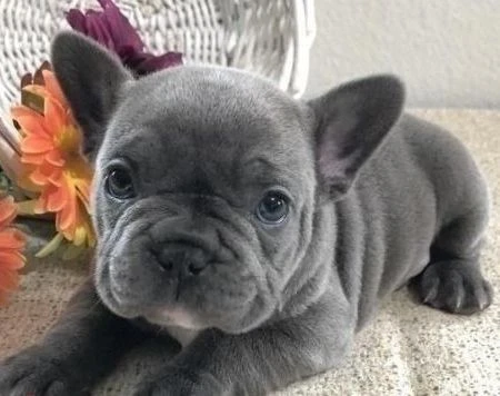 DISPONIBILI CUCCIOLI DI BULLDOG FRANCESE – BOULEDOGUE FRANÇAIS | Foto 0