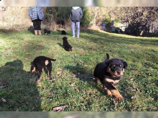magnifici cuccioli rottweiler in venditaa