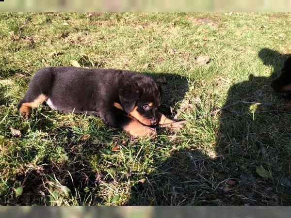 magnifici cuccioli rottweiler in venditaa | Foto 2