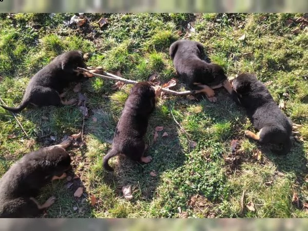 magnifici cuccioli rottweiler in venditaa | Foto 1