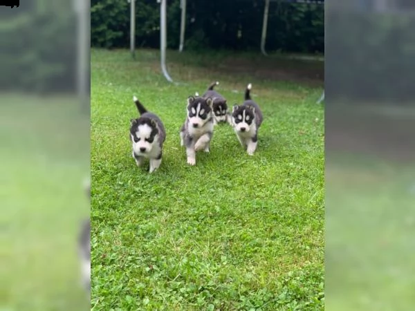 splendidi cuccioli siberian husky in vendita, | Foto 2