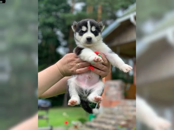 splendidi cuccioli siberian husky in vendita,