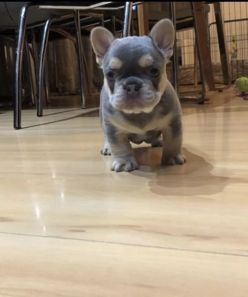 splendidi cuccioli bouledogue francese | Foto 2