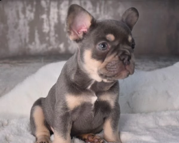 splendidi cuccioli bouledogue francese | Foto 1