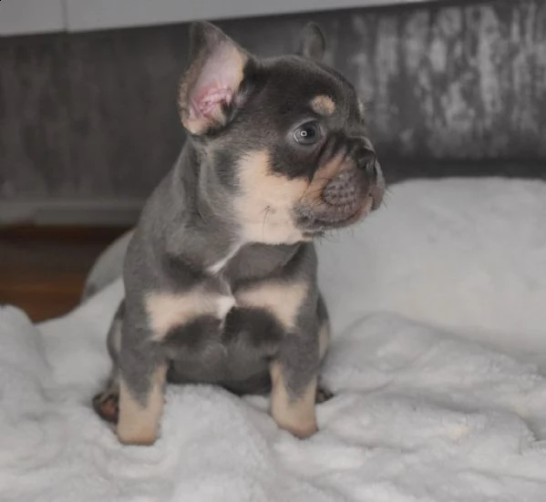 splendidi cuccioli bouledogue francese