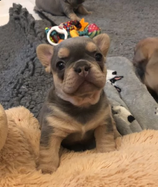 splendidi cuccioli bouledogue francese | Foto 0