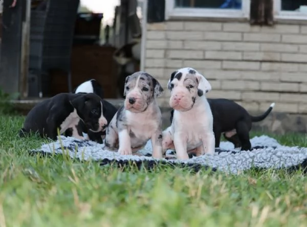 4 disponibili cucciole di alano con pedigree | Foto 1