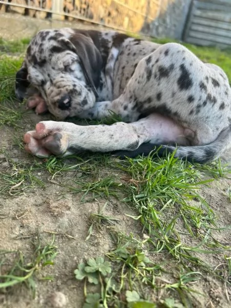 4 disponibili cucciole di alano con pedigree | Foto 0