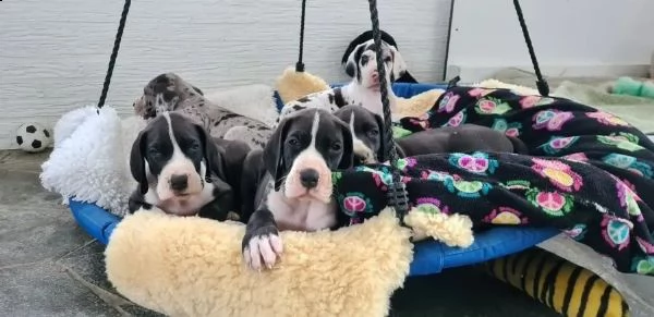 4 disponibili cucciole di alano con pedigree