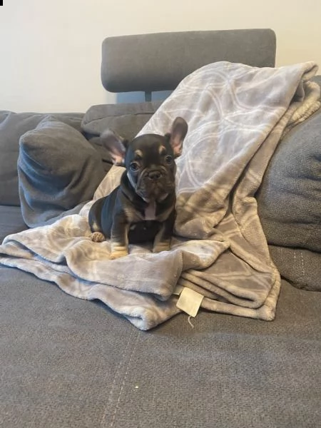 cuccioli bouledogue francese | Foto 5