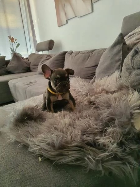 cuccioli bouledogue francese