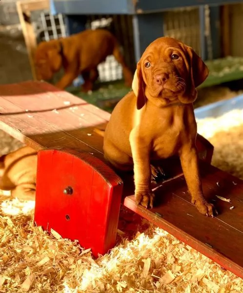 vizsla ungherese  pronto ad andare