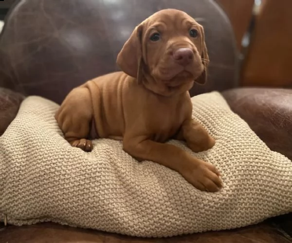 vizsla ungherese  pronto ad andare | Foto 3