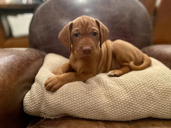 vizsla ungherese  pronto ad andare | Foto 1