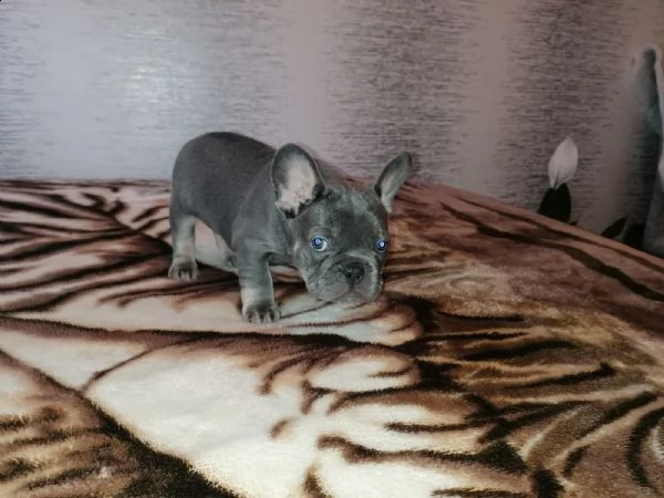 bulldog - bouledogue francese cuccioli blu | Foto 2