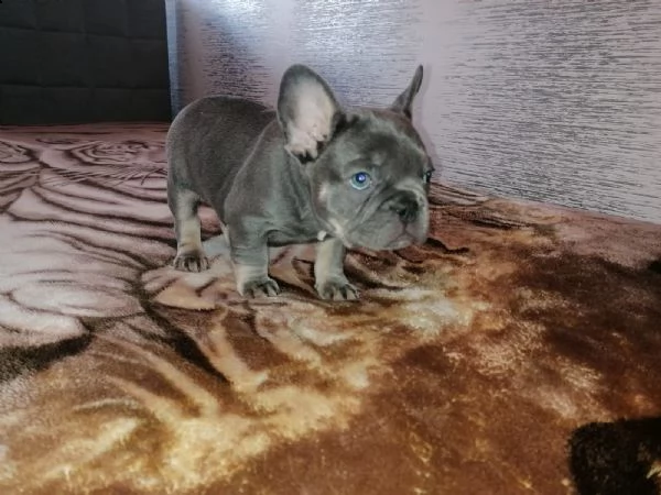 bulldog - bouledogue francese cuccioli blu | Foto 0