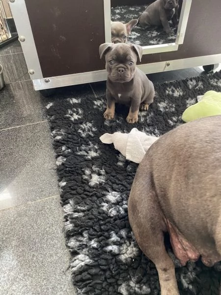  bouledogue francesi maschi e femmine