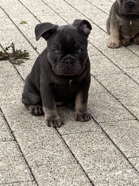  bouledogue francesi maschi e femmine | Foto 3