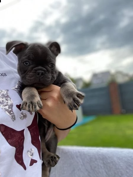  bouledogue francesi maschi e femmine | Foto 2