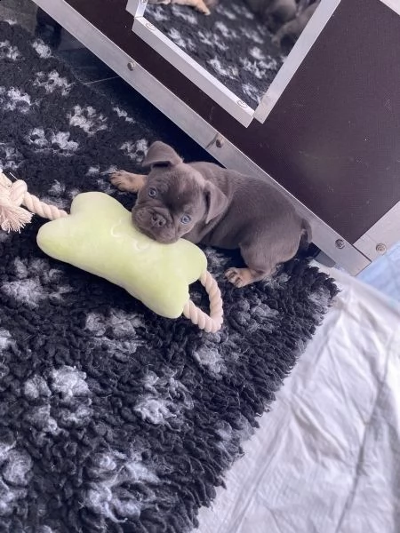  bouledogue francesi maschi e femmine | Foto 1
