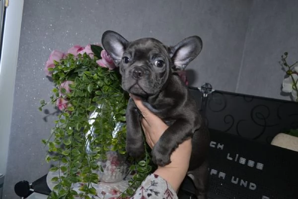 bouledogue francesi maschi e femmine | Foto 0