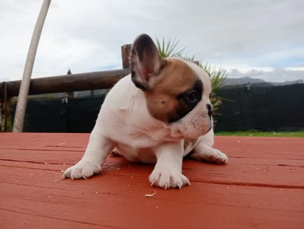 Bulldog Francese  | Foto 1