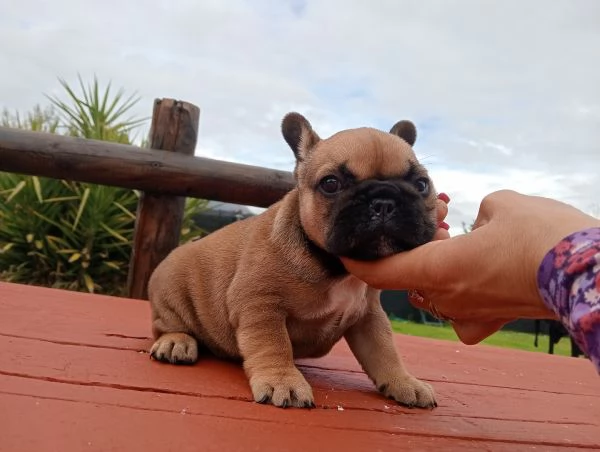 Bulldog Francese  | Foto 0