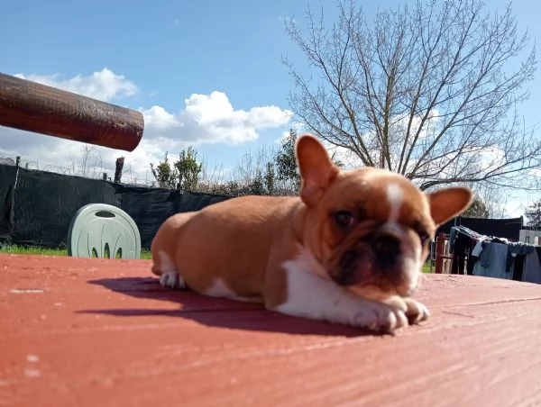 Bulldog Francese 