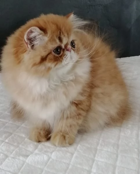 Cucciolo Gatto Persiano