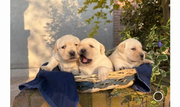 Labrador retriever cuccioli neri e gialli  | Foto 3