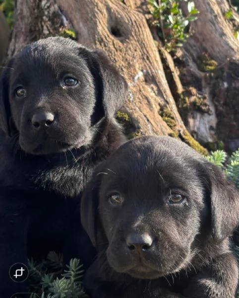 Labrador retriever cuccioli neri e gialli  | Foto 1