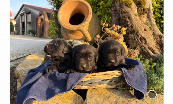 Labrador retriever cuccioli neri e gialli  | Foto 0