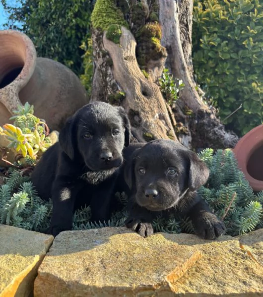 Labrador retriever cuccioli neri e gialli 