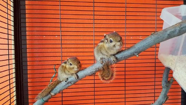 Meravigliosi Cuccioli Di Scoiattoli Tamiops